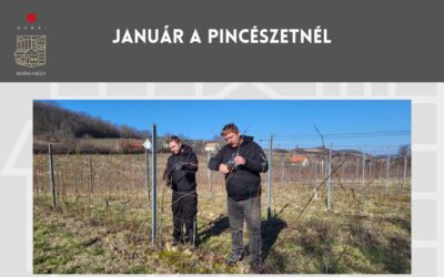 Január a pincészetnél